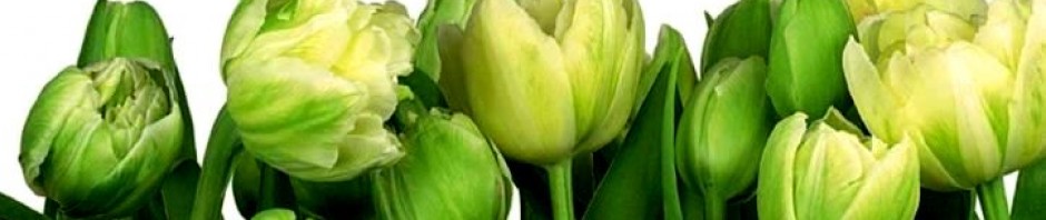 cropped-tulipany-31.jpg